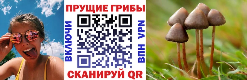 продажа наркотиков Кириллов Псилоцибиновые грибы GOLDEN TEACHER